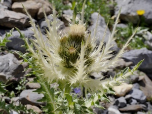 2215 (3-g) Alpen-Kratzdistel